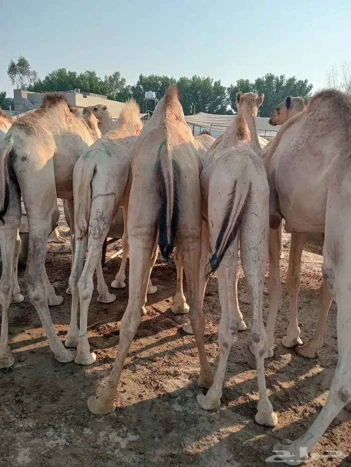 الرياض ومكه 28