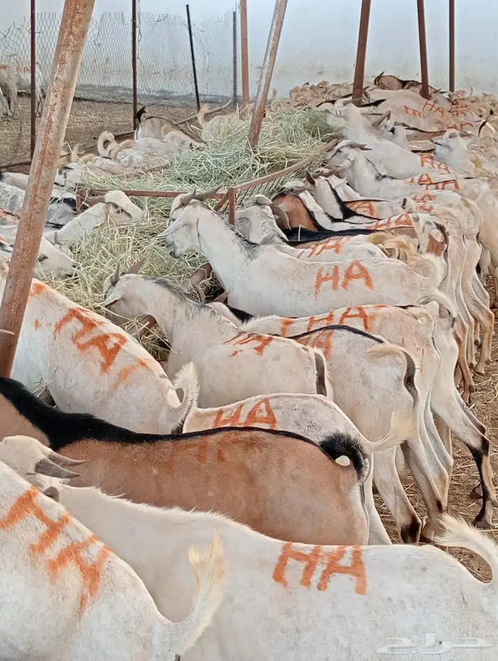 الرياض ومكه 6