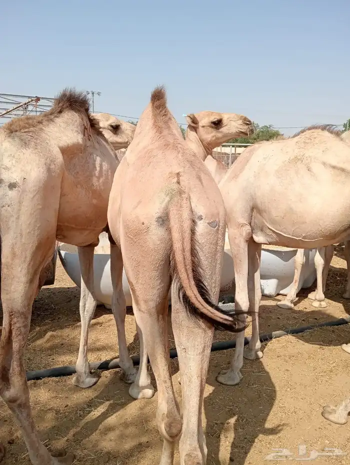 الرياض ومكه 30