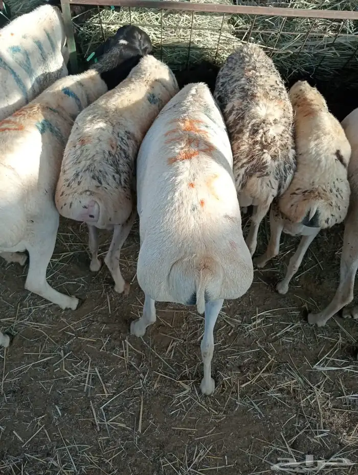 الرياض ومكه 4