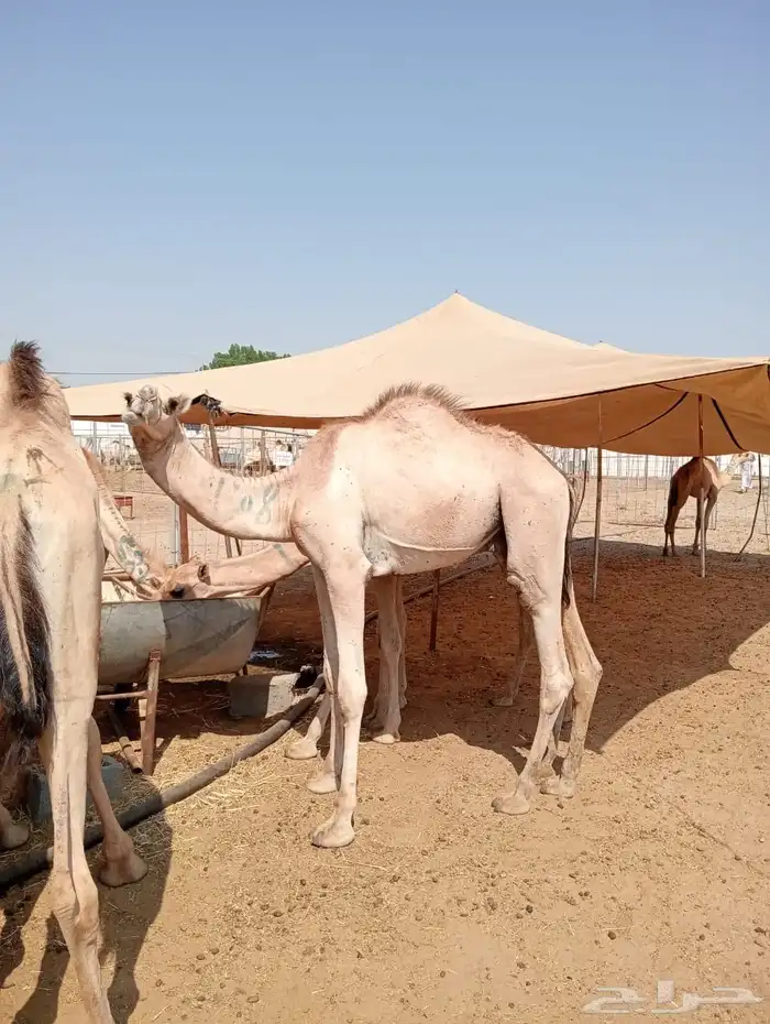 الرياض ومكه 31