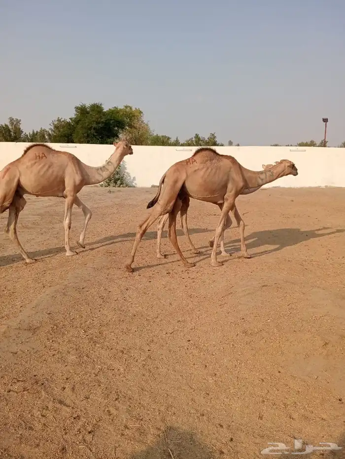 الرياض ومكه 34