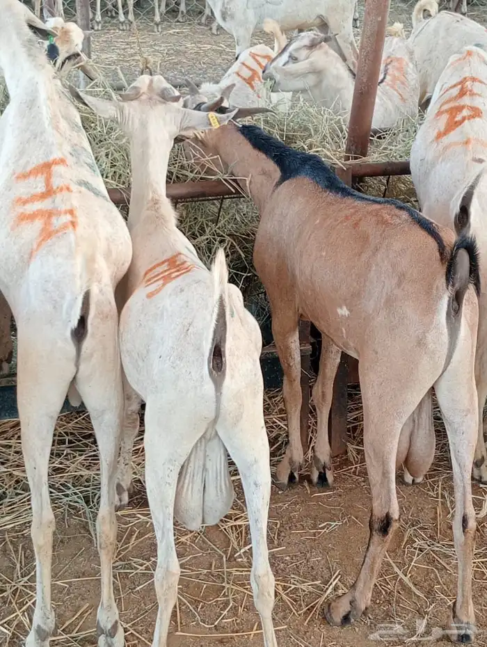 الرياض ومكه 7