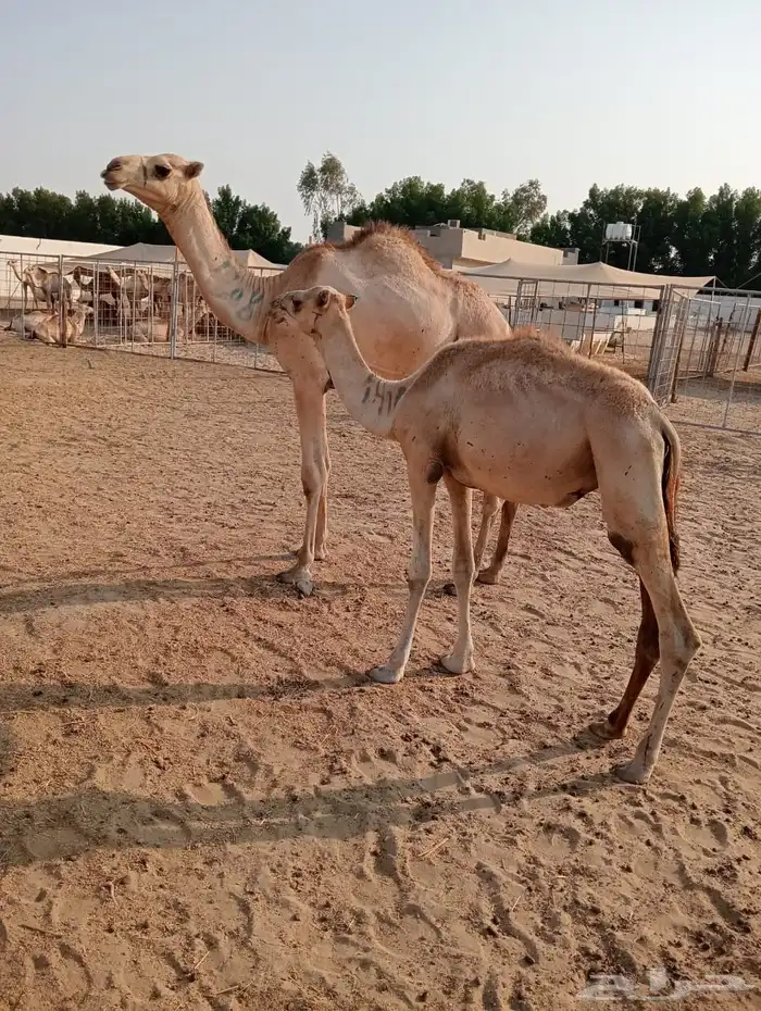 الرياض ومكه 32