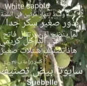 شتلات موز واكيو 13