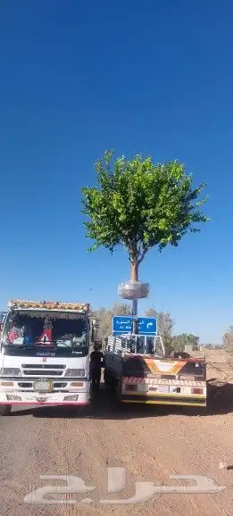 نخل زيتون حمضيات نخل واشنطني 3