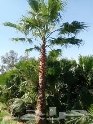 نخيل واشنطني زينه امريكي اللبيع 3