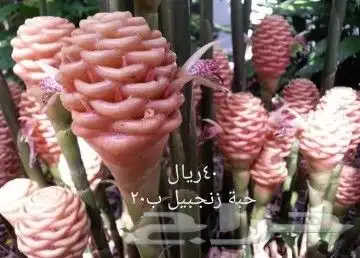 شتلات موز واكيو 28