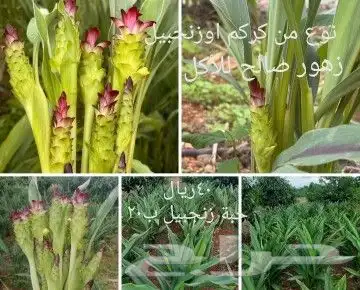 شتلات موز واكيو 36