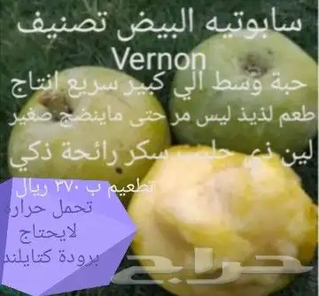 شتلات موز واكيو 11