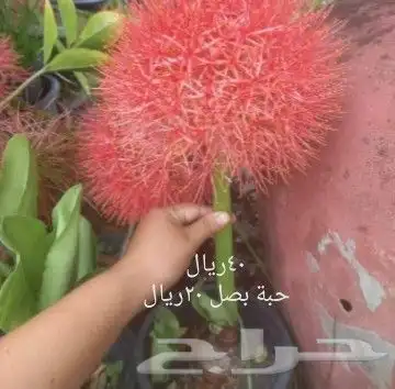 شتلات موز واكيو 26