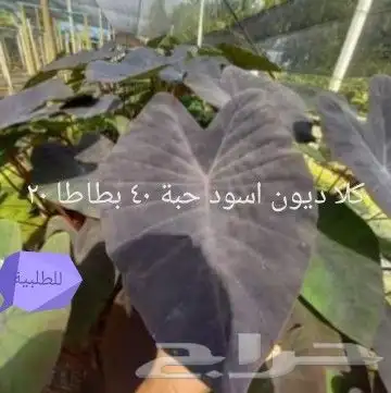 شتلات موز واكيو 16