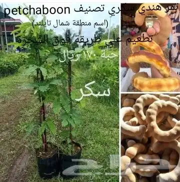 شتلات موز واكيو 17
