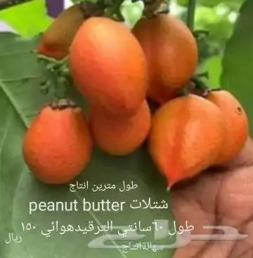 شتلات موز واكيو 12