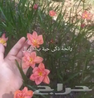 شتلات موز واكيو 20
