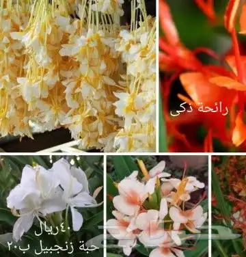 شتلات موز واكيو 37