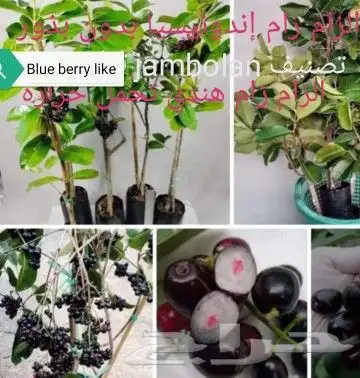 شتلات موز واكيو 25
