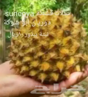 شتلات موز واكيو 41