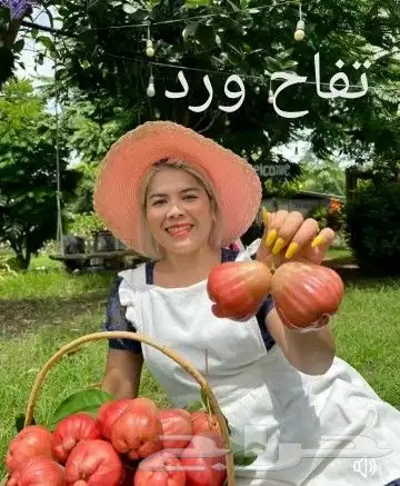 شتلات موز واكيو 43