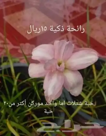 شتلات موز واكيو 18