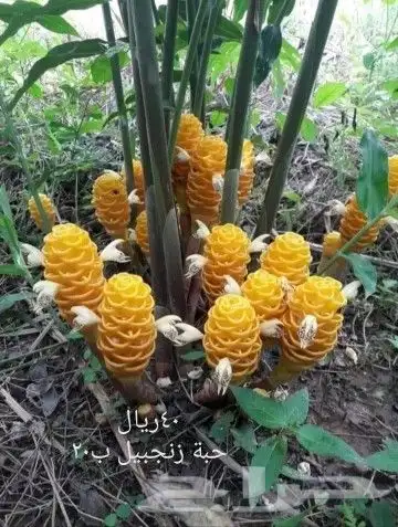شتلات موز واكيو 32