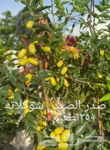 شتلات موز واكيو 47