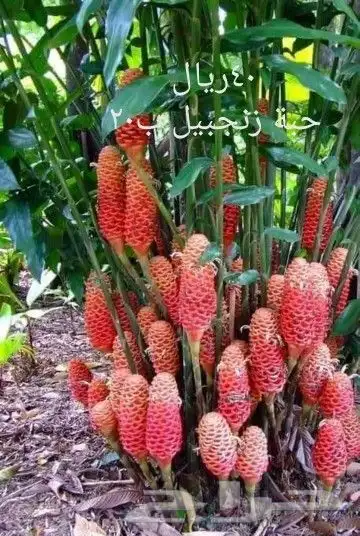 شتلات موز واكيو 31