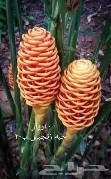 شتلات موز واكيو 30