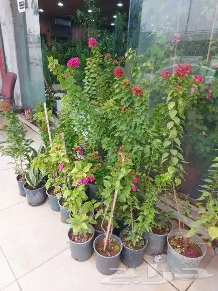 تنسيق حدائق 8