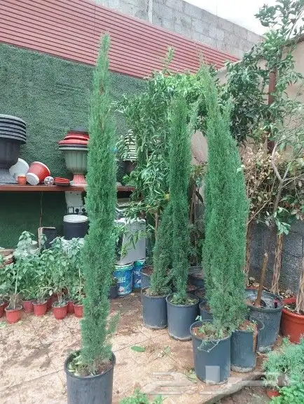 تنسيق حدائق 4