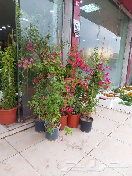 تنسيق حدائق 9