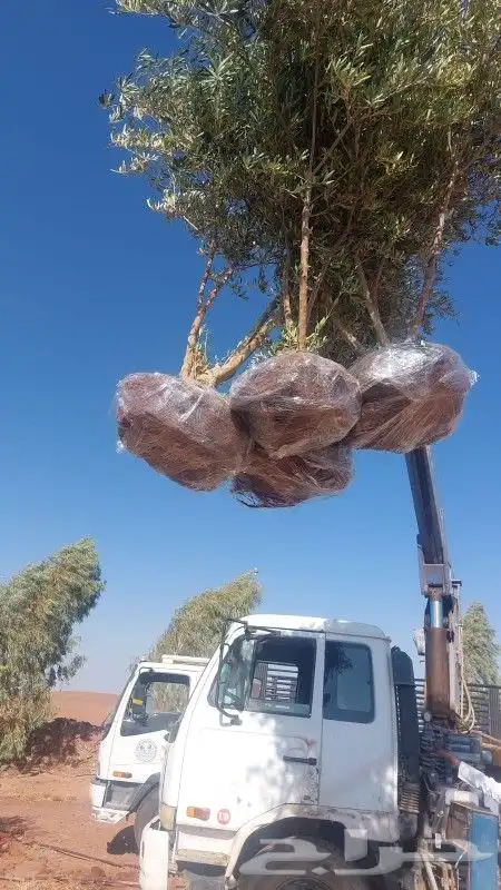 نخل زيتون حمضيات نخل واشنطني 2