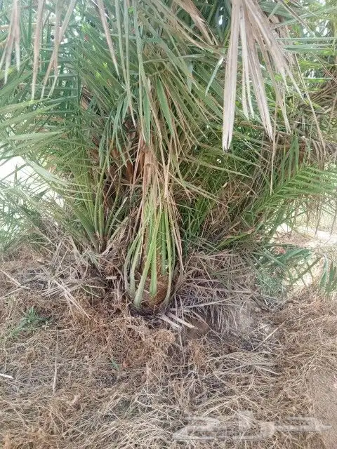 يوجد الدينا جميع أنواع النخل 4