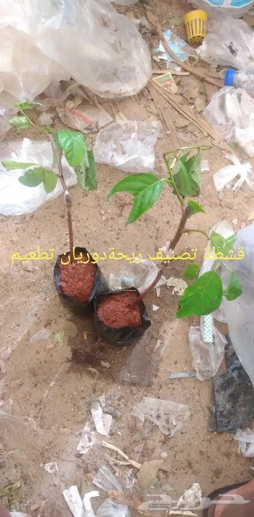 شتلات موز واكيو 5