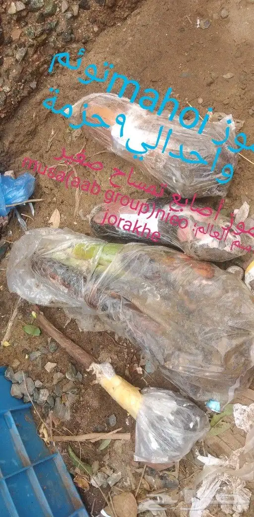 شتلات موز واكيو 9