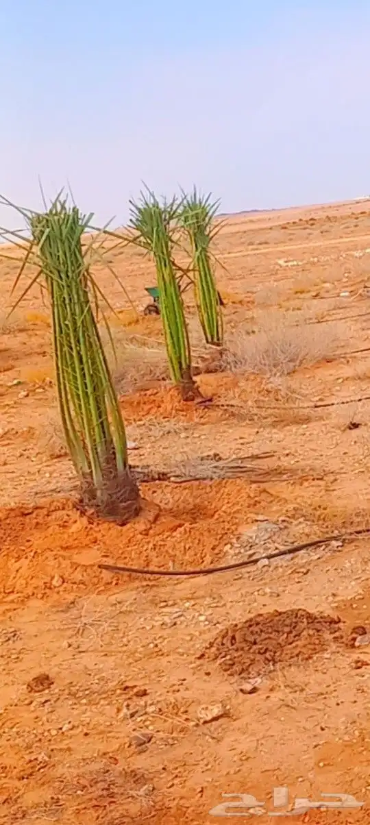 النخيل القصيم المثمره 4