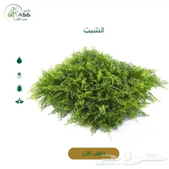 عشب جداري 0