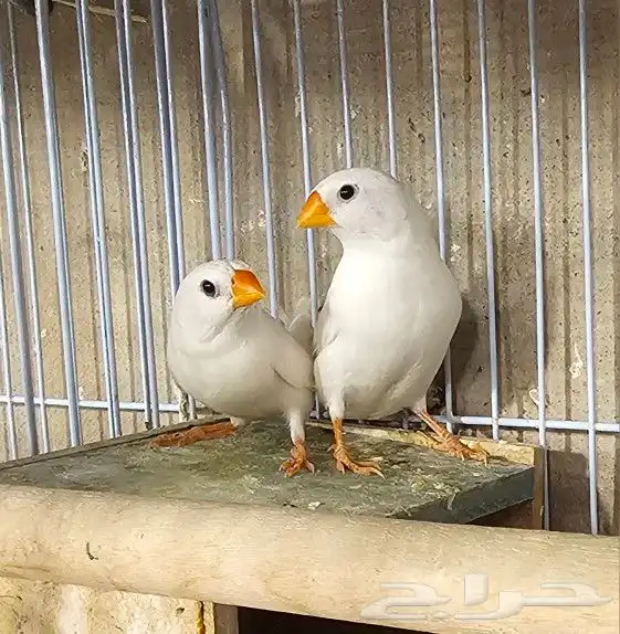 جوز زيبرا هولندي أبيض جملة و تفريد 2
