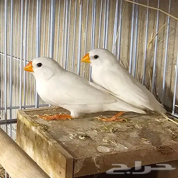 جوز زيبرا هولندي أبيض جملة و تفريد 1