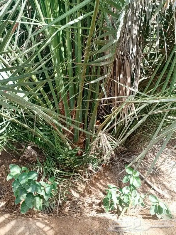 يوجد الدينا جميع أنواع النخل 0