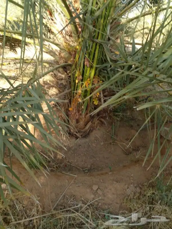 يوجد الدينا جميع أنواع النخل 2