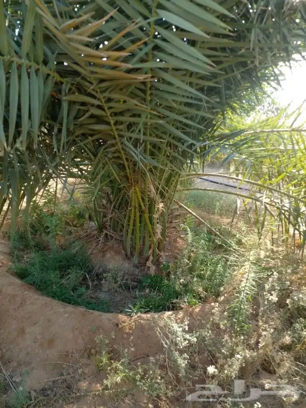 يوجد الدينا جميع أنواع النخل 5