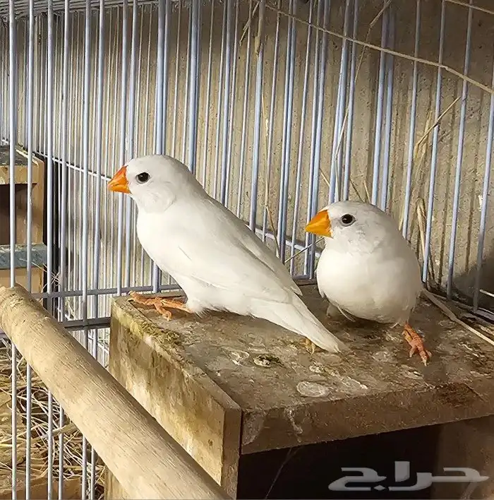 جوز زيبرا هولندي أبيض جملة و تفريد 8