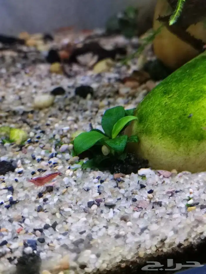 شيري شريمب cherry shrimp 1