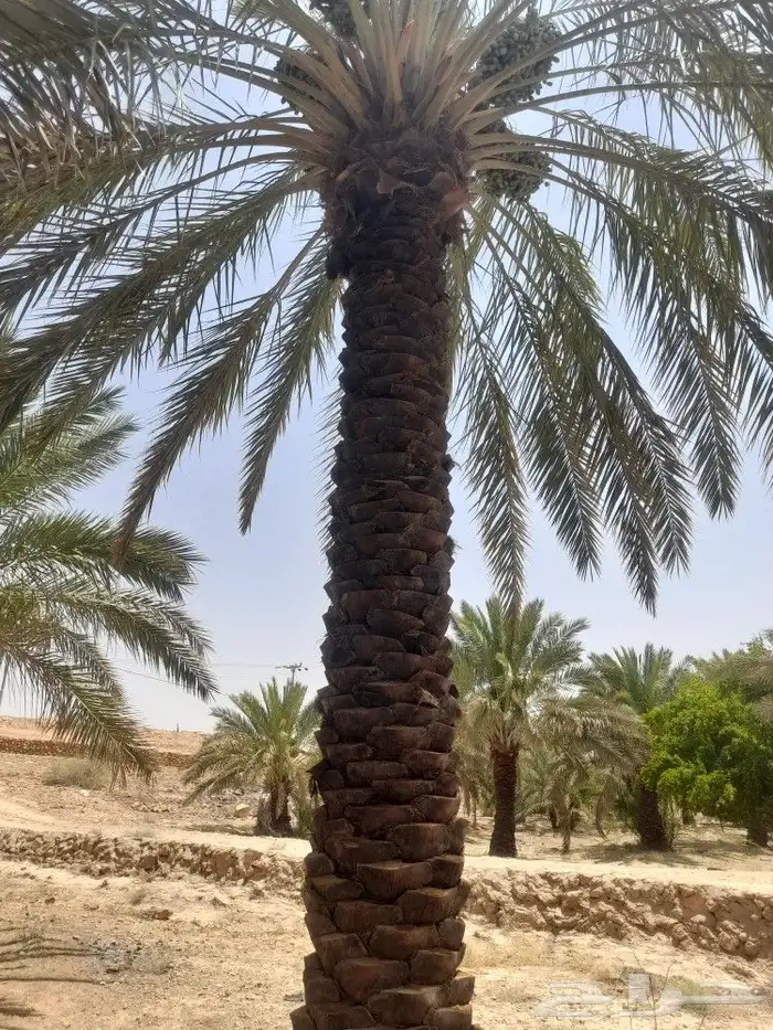 نقوم بجميع اعمال النخل من تكريب وقلع وغرس وصيانه عامه 2