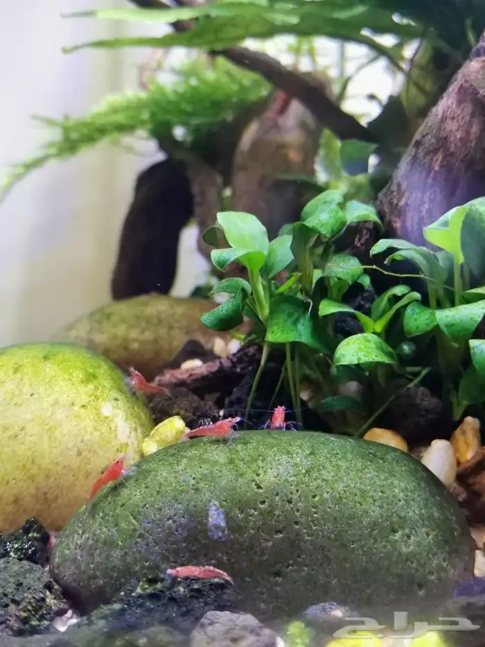 شيري شريمب cherry shrimp 0