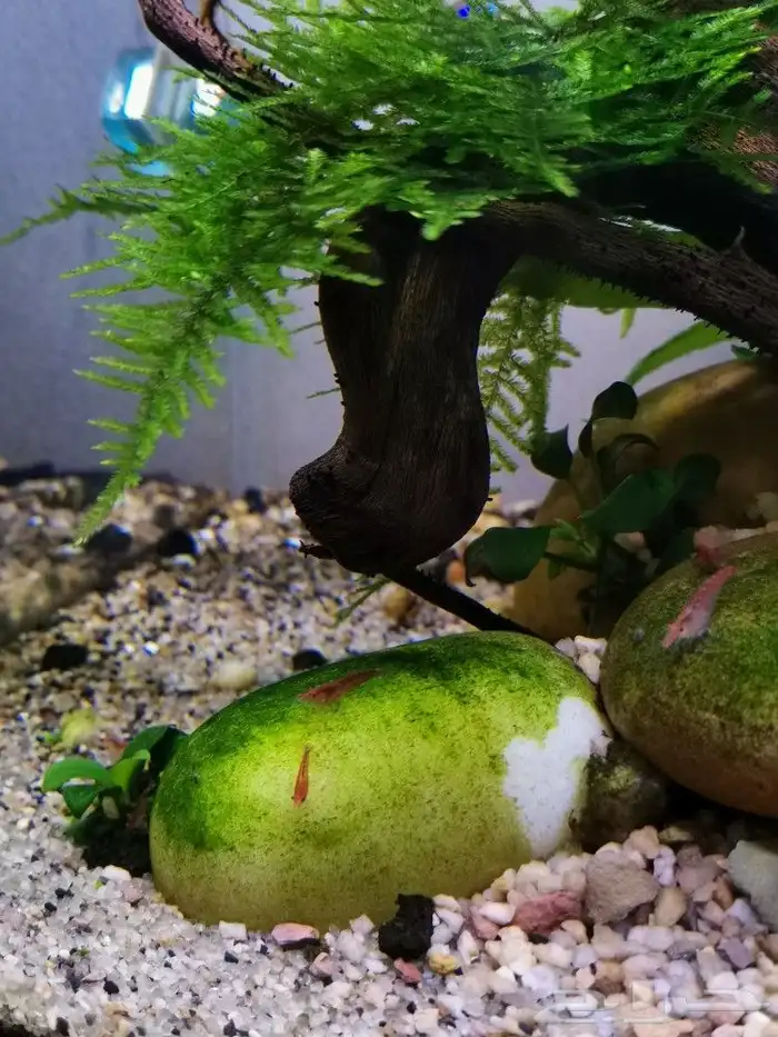 شيري شريمب cherry shrimp 2