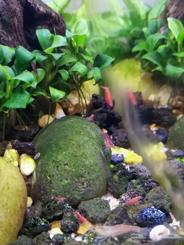 شيري شريمب cherry shrimp 5