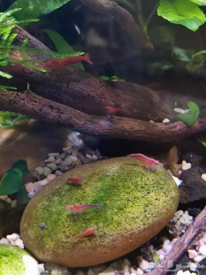 شيري شريمب cherry shrimp 3