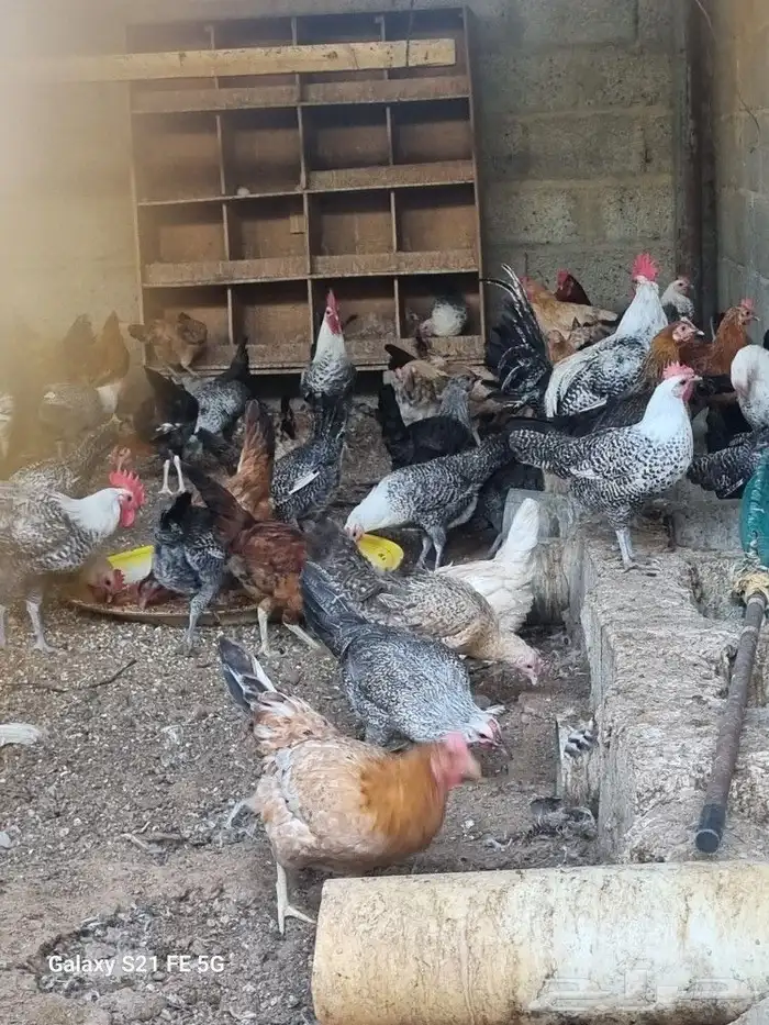 دجاج بياض فيومي شبابي وبلدي 0